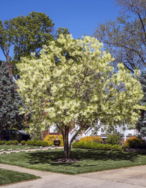 white fringe tree (Chionanthus virginicus)